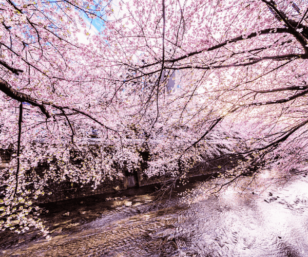 關西櫻花名所百選之旅・三大世界遺產・伊根舟屋・吉野山5日遊