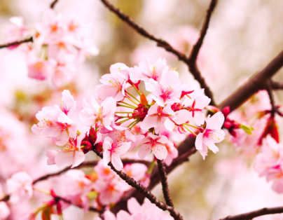 【山東好時節】最美的季節花現最美的山東 全覽考察團8天