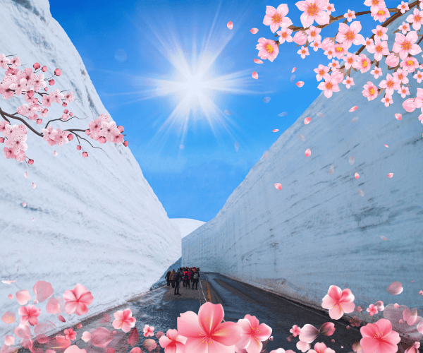 
春日雪櫻紀行：立山黑部大雪壁與關西絕景五日