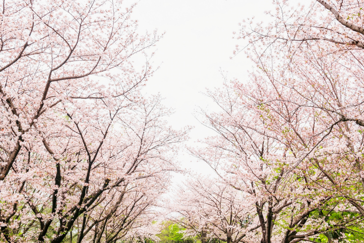 溫州春日限定・景山森林公園櫻花季 溫州春日限定・景山森林公園櫻花季