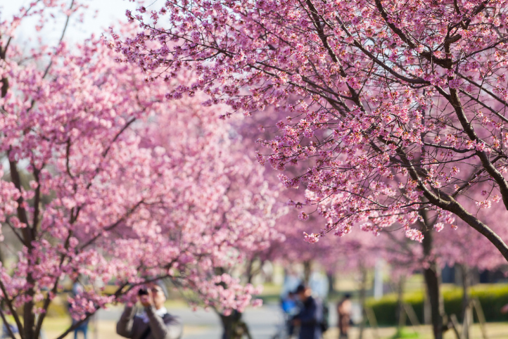 北疆伊犁杏花溝 北疆伊犁杏花溝
