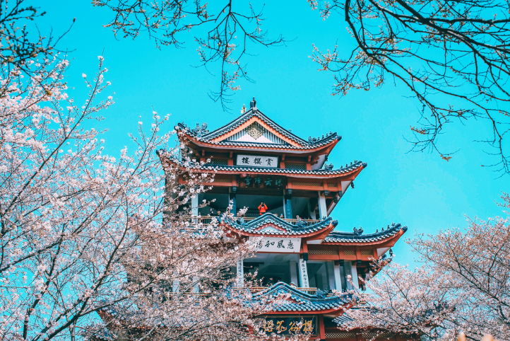 無錫・黿頭渚櫻花谷 無錫・黿頭渚櫻花谷