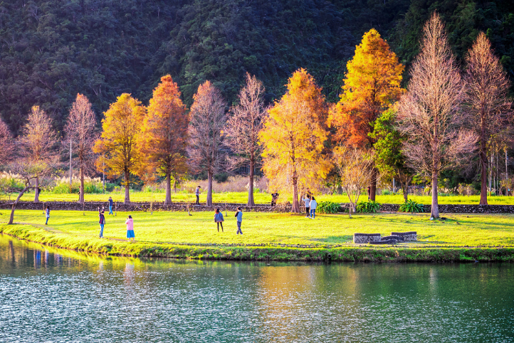 安農溪落羽松 安農溪落羽松