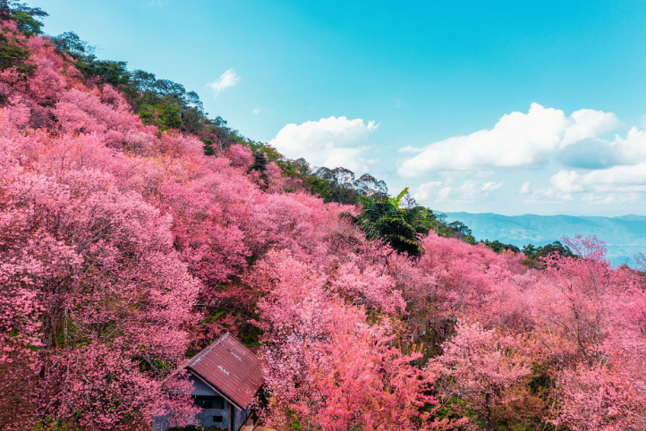 五峰鄉山上人家:粉色櫻花林 五峰鄉山上人家:粉色櫻花林