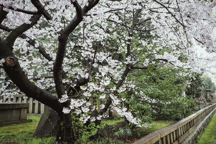 雪色梅花映山林~梅山公園 雪色梅花映山林~梅山公園