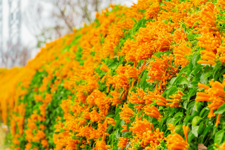 銅鑼炮仗花海公園
銅鑼炮仗花海公園