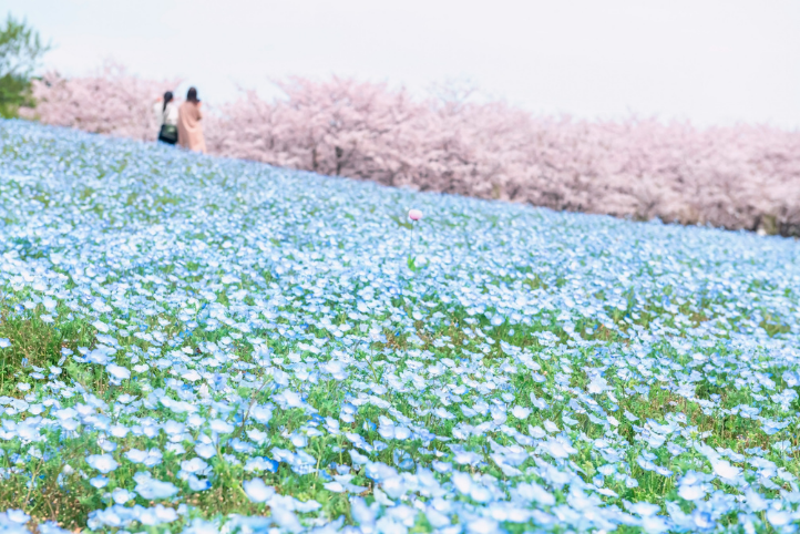 國立海濱公園-四季花海 國立海濱公園-四季花海