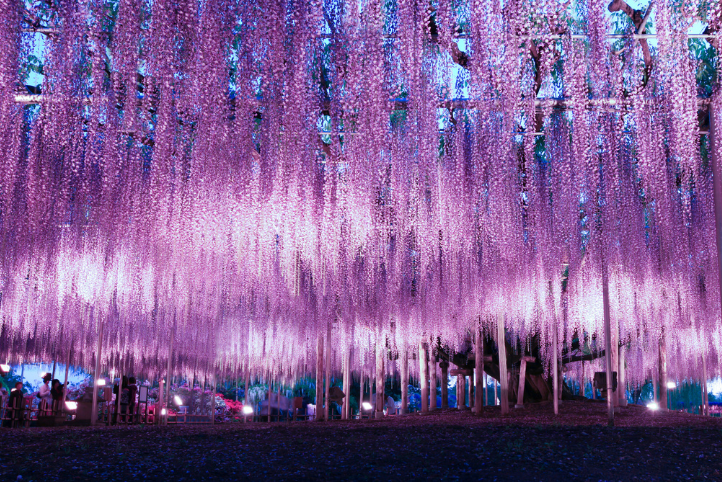 足利花卉公園・紫藤瀑布 足利花卉公園・紫藤瀑布