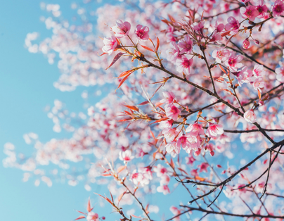 櫻情盛約八日~富陽櫻花季/溫州雁蕩山/衢州江郎山/亞洲好萊塢橫店