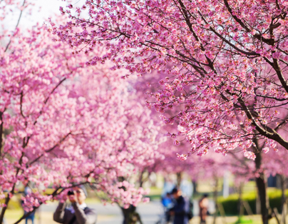 花季限定~溫州雁盪山土豪宴.海鮮宴.百丈漈6日 溫州鉑爾曼大酒店入住兩晚