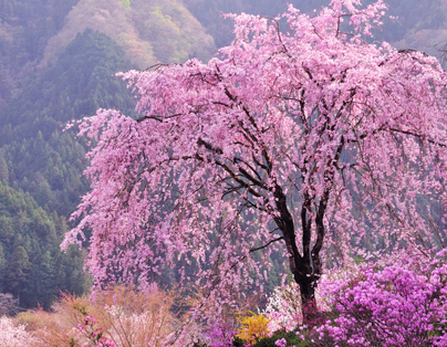 野杏北疆～禾木村、喀納斯湖、吐爾根杏花溝、霍城大西溝、賽裏木湖13日