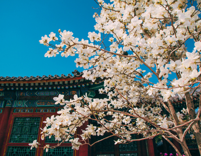 北京長城故宮御花園賞花五/六日 (准五星酒店.含秀)