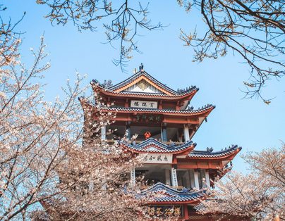 蘇北花花世界豪情八日~黿頭渚~大洋灣-櫻花小鎮~麋鹿保護區