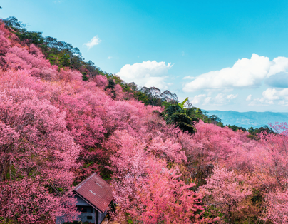 山上人家粉紅櫻花季一日(6人成行)
山上人家
