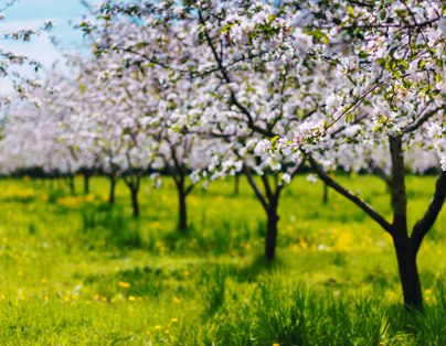 期間限定 十大百年賞梅 台版迪士尼城堡 嘉義漫遊1日