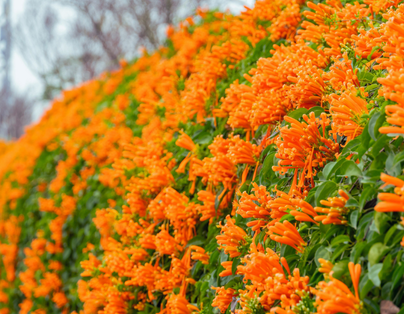 台中出發~瑞馬迎春 漫遊苗栗 炮仗橘紅花廊 國際五星晶華2日