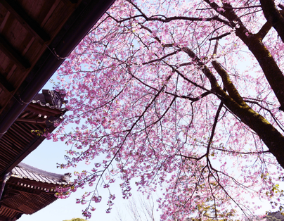 台中出發~瑞馬迎春 台版富良野 五星王者君悅 雙櫻饗宴二日