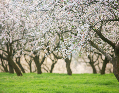 台中出發~歲末迎春X角板梅香 百年年貨迪化街 五星桃園尊爵2日