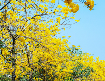 雙五星饗宴 台南晶英、林酒店二泊四食 3日