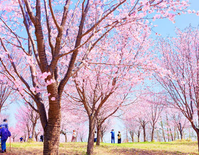 北海道登別溫泉櫻花之旅+洞爺湖花火節三大蟹和牛涮涮鍋吃喝到飽