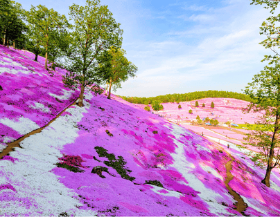 北海道芝櫻鬱金香+阿寒湖遊船三大蟹+和牛水酒無限暢飲五日