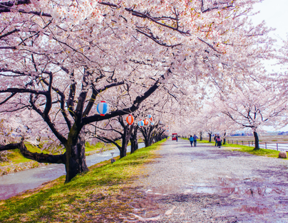 熊本賞櫻百選 × 海之中道櫻花廊 × 季節採草莓 × 三大蟹溫泉 5 日