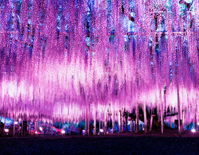 夢幻春彩關東日立粉蝶丘・足利大藤・日光・鬼怒川 百選溫泉