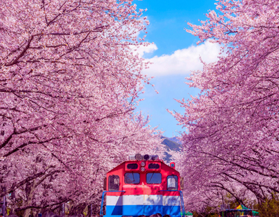 櫻花物語 長良川鐵道、白川鄉、惠那峽遊船 5 日遊