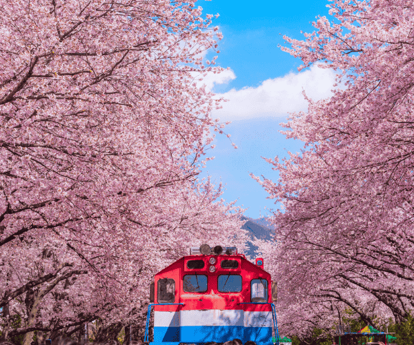 櫻花物語 長谷川鐵道🌸白川鄉🌸惠那峽遊船巡禮5日遊